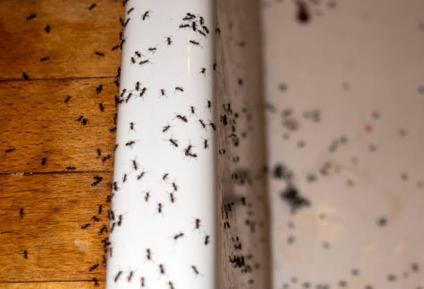 Wasp Removal Services in Ferrum, VA