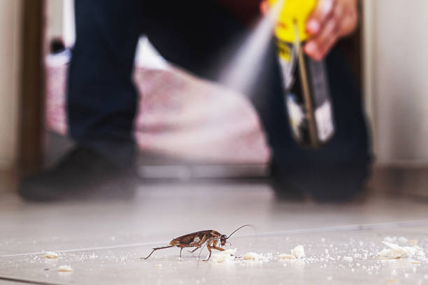 Best Mosquito Control Services  in Ferrum, VA