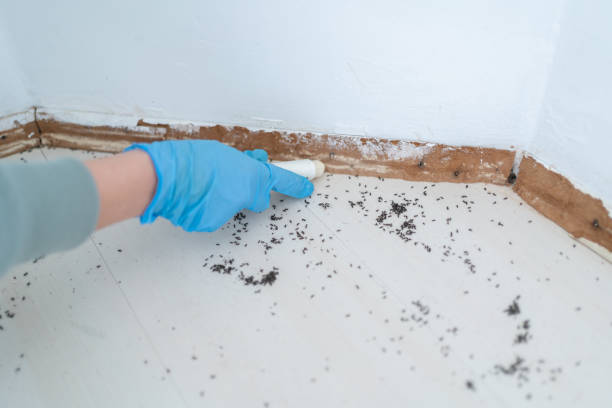Best Ant Control Services  in Ferrum, VA